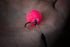 Bait Screw