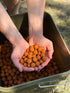 WK 3 Boilies