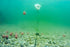 Inline Onderwater Camera (Westin Cam met WK Voet)