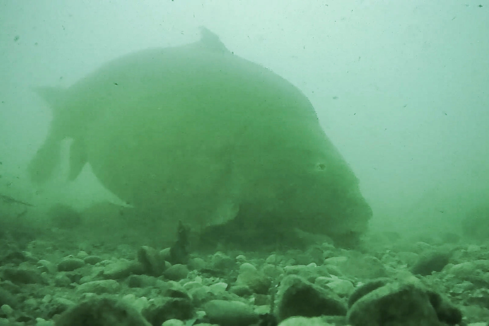 Inline Onderwater Camera (Westin Cam met WK Voet)