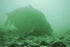 Inline Onderwater Camera (Westin Cam met WK Voet)