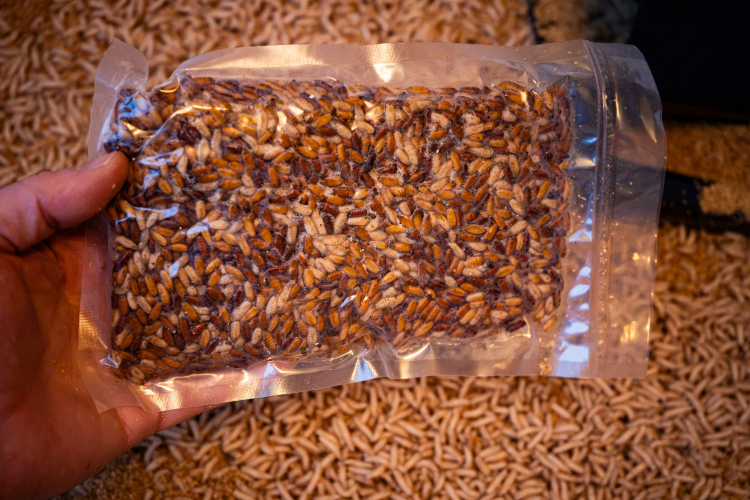 Maden, Casters & Wormen