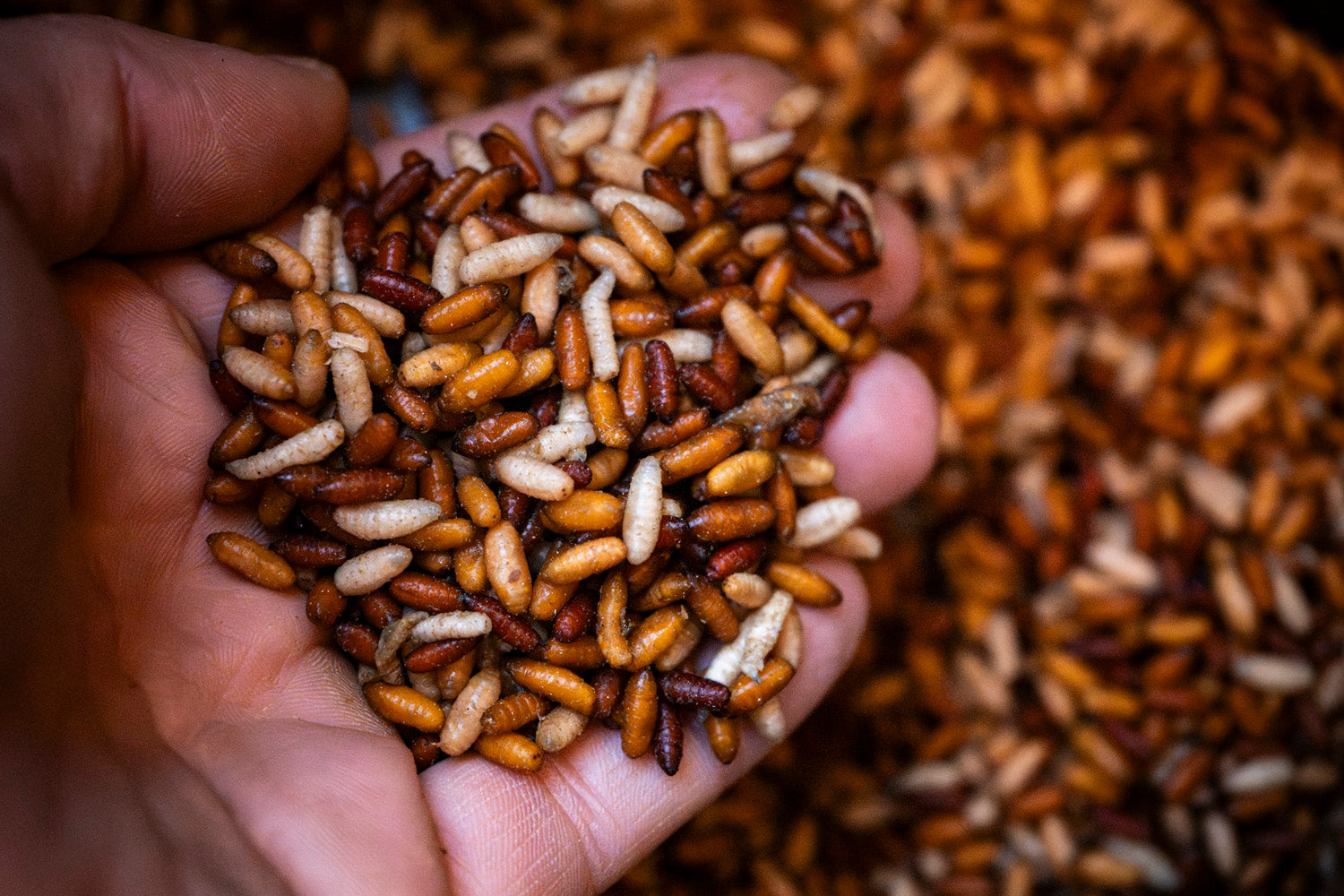 Maden, Casters & Wormen