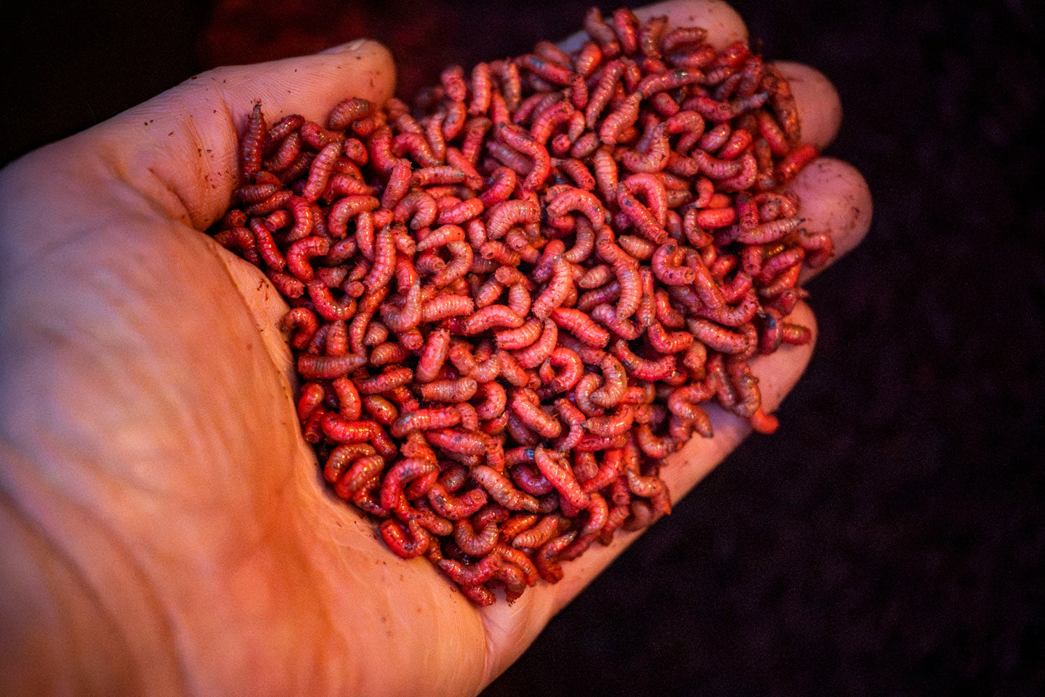 Maden, Casters & Wormen