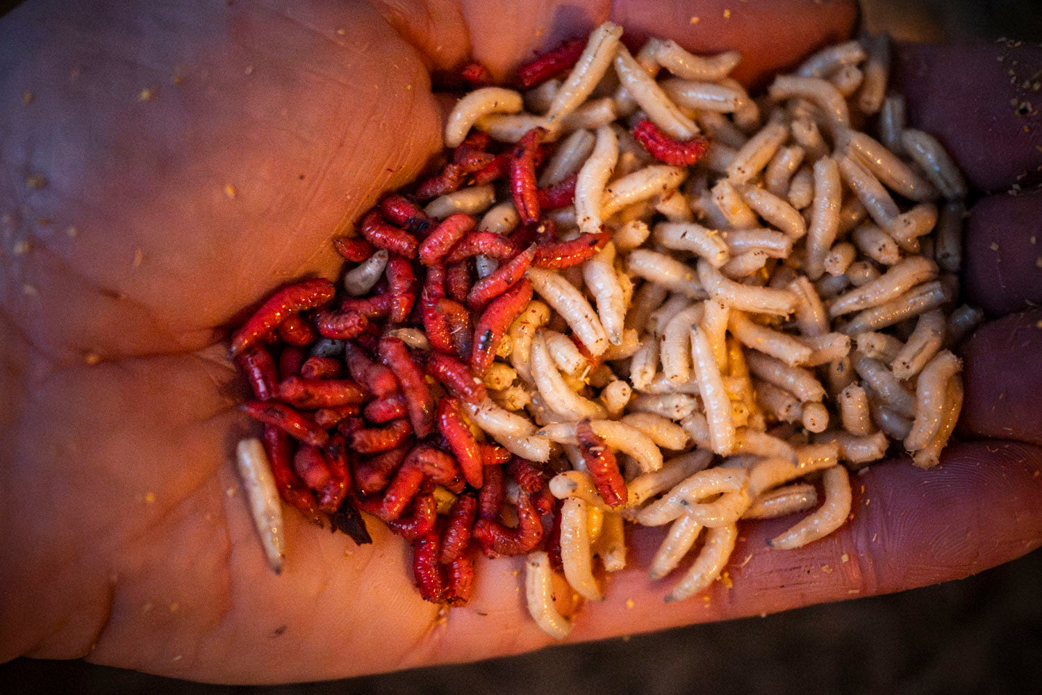 Maden, Casters & Wormen