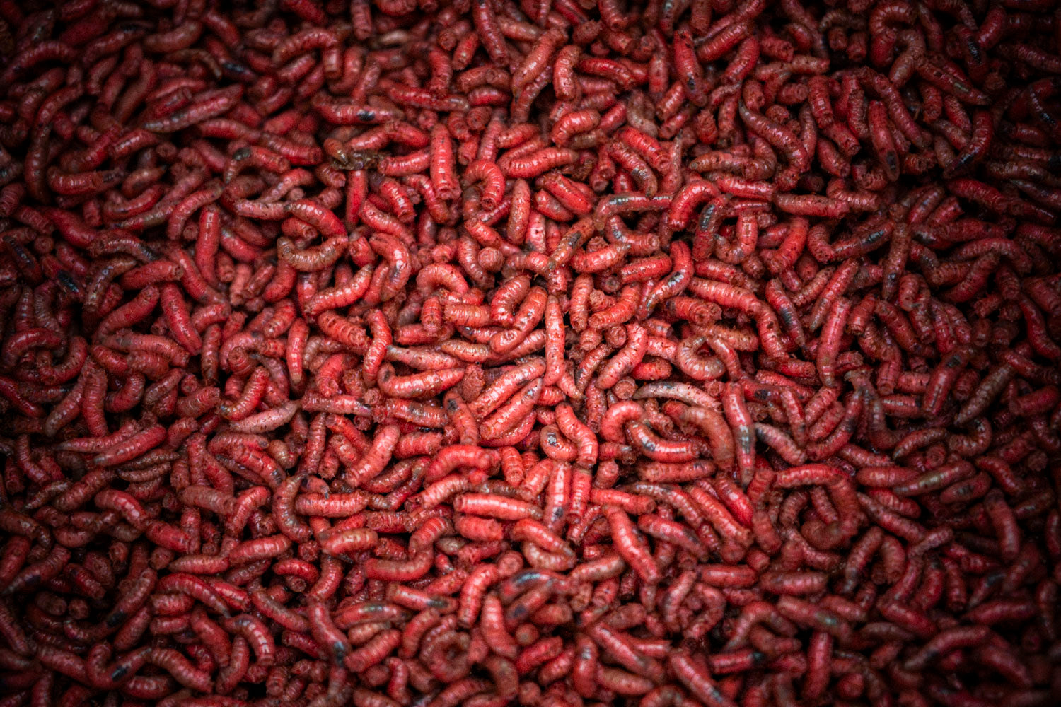 Maden, Casters & Wormen