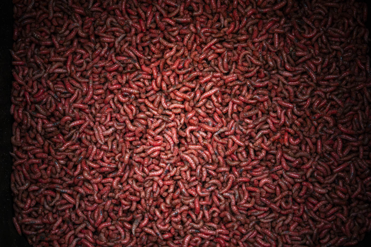 Maden, Casters & Wormen