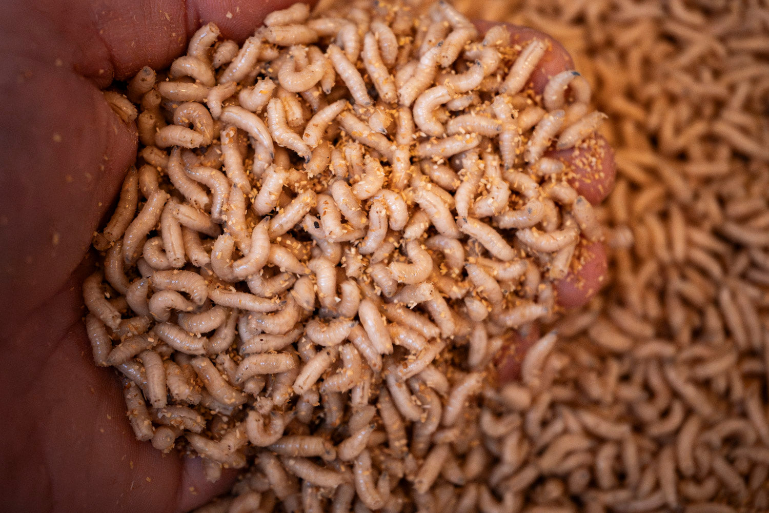 Maden, Casters & Wormen