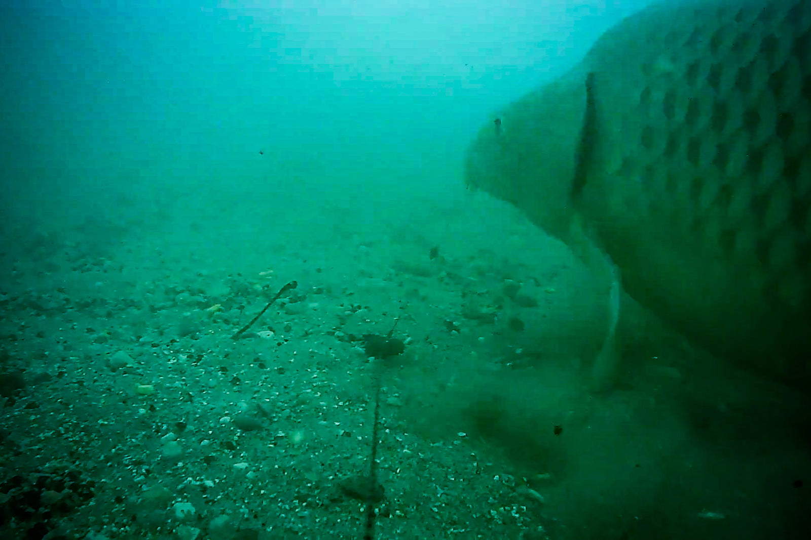 Inline Onderwater Camera (Westin Cam met WK Voet)