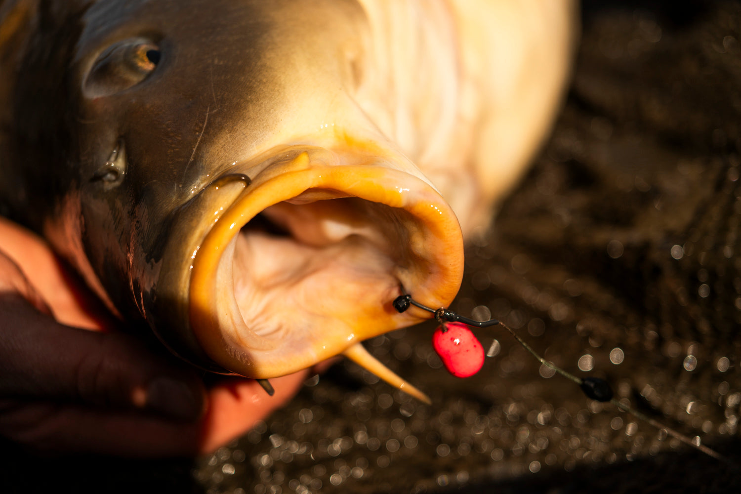 WK SHOT ON THE HOOK (NIEUW!) 0.25gr