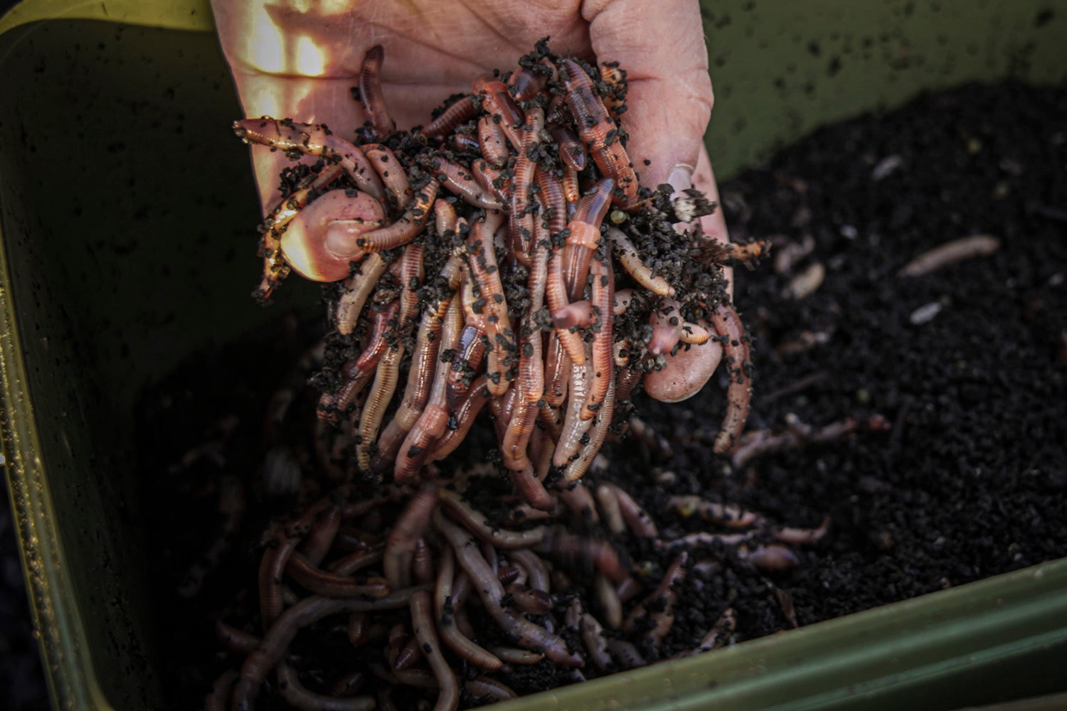Dendrobena Wormen - 1KG