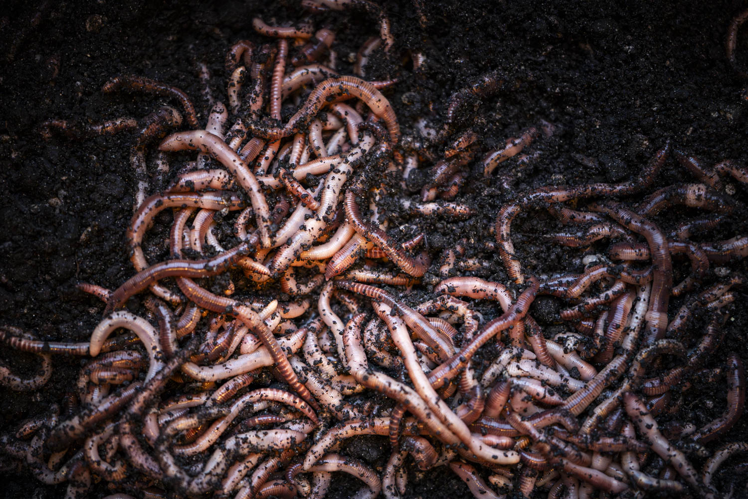 Maden, Casters & Wormen