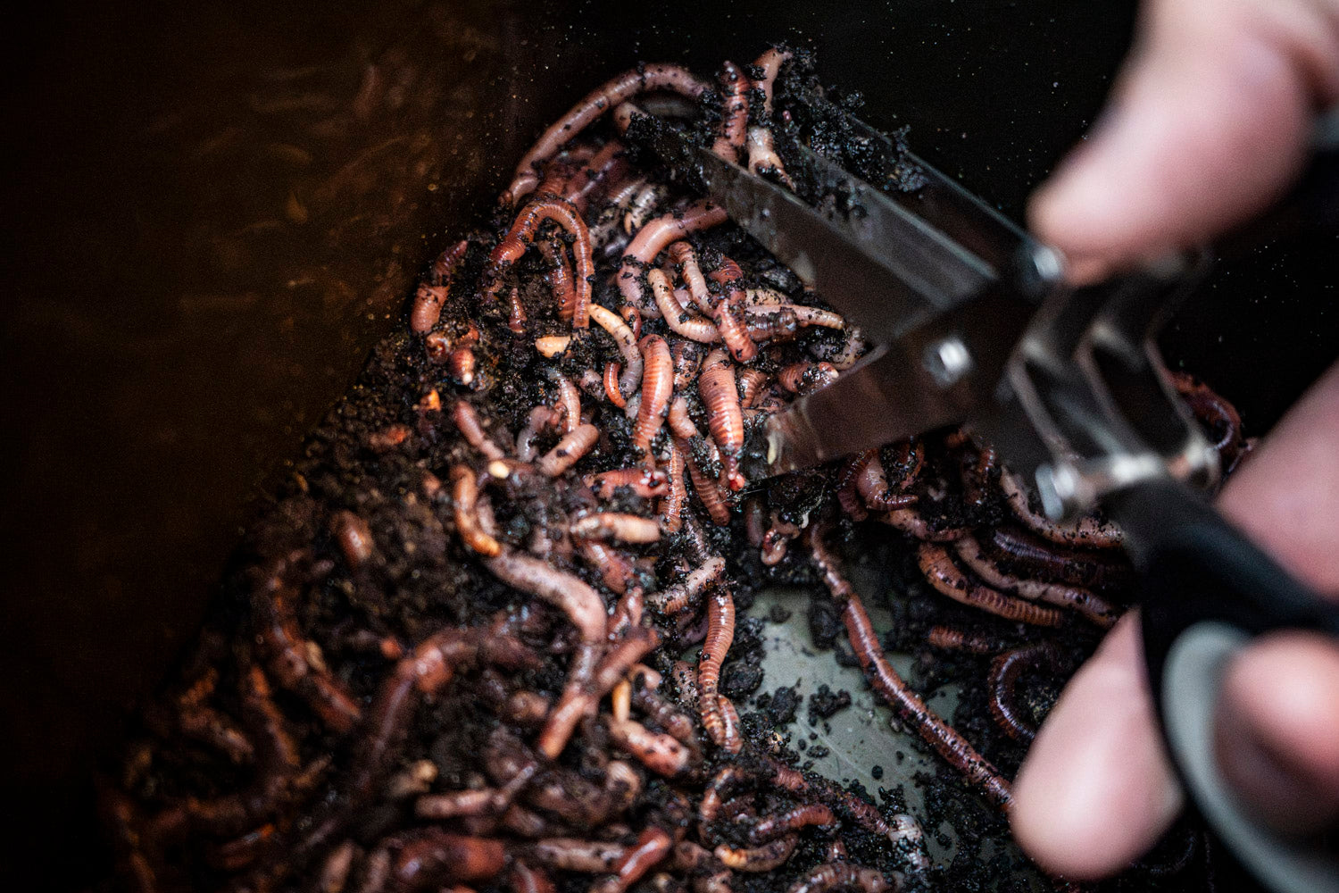 Maden, Casters & Wormen