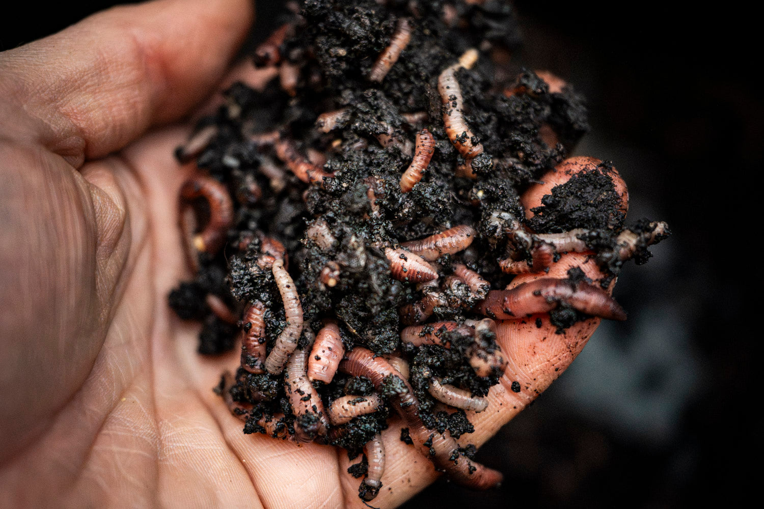 Maden, Casters & Wormen